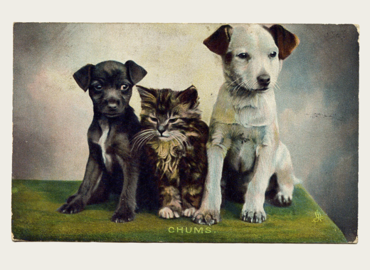 A postcard with a kitten sitting between two puppies.