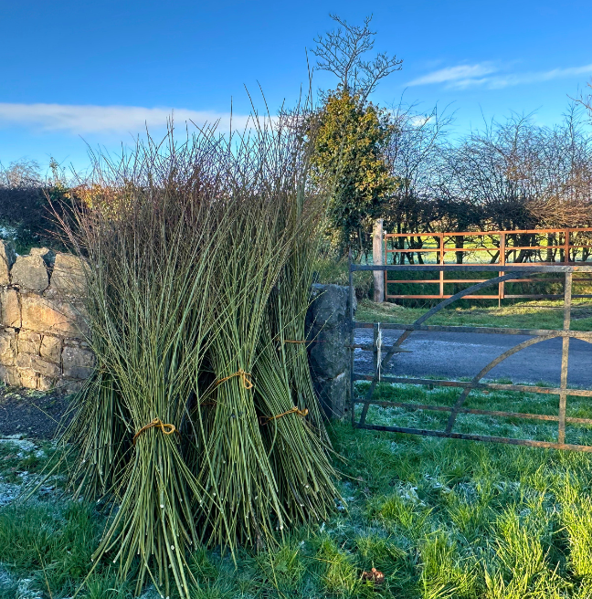 Harvested willow