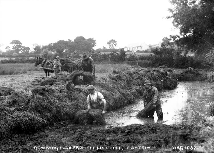 Two men wading in the lint hole and removing flax