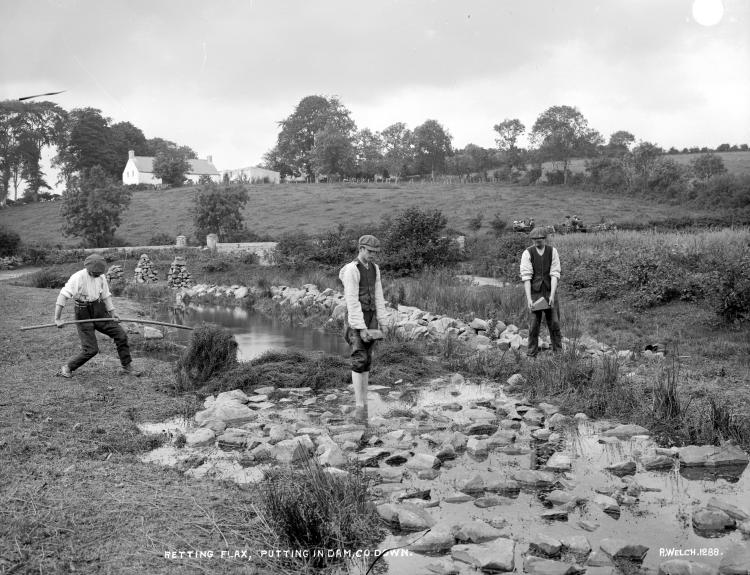 Men weigh the flax down with stones in the dam