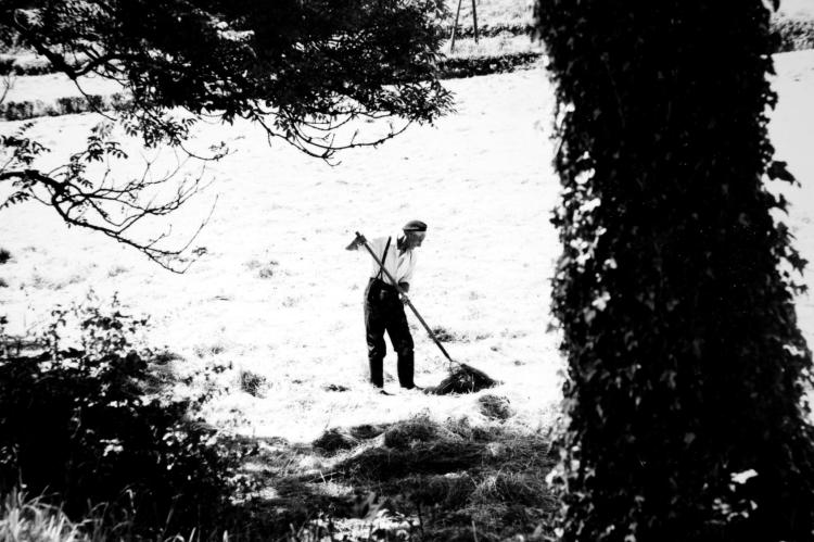 Man in a field cutting hay