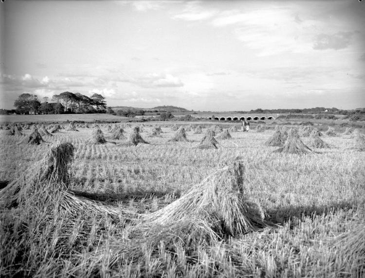 Hay raked into small heaps