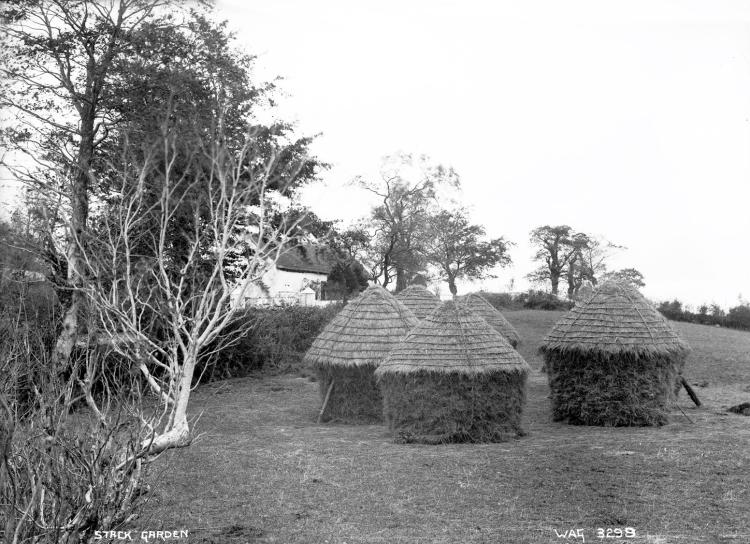 Hay made into stacks