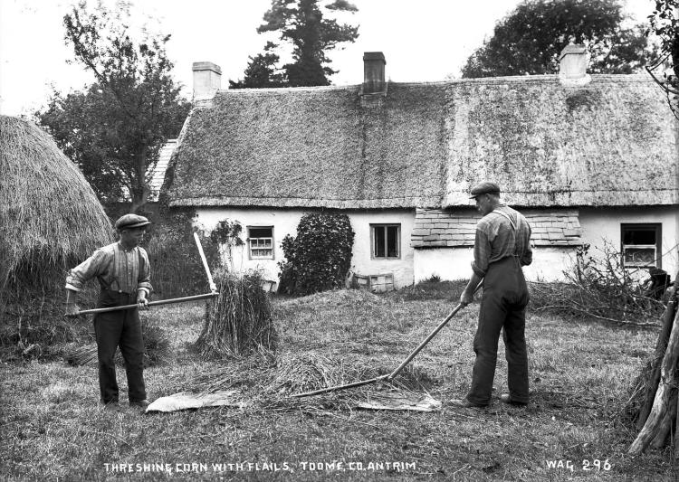 Threshing grain in Toome