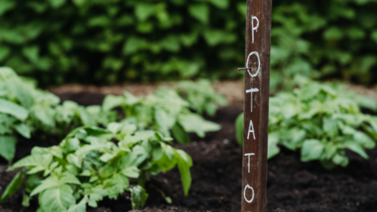 Growing potatoes