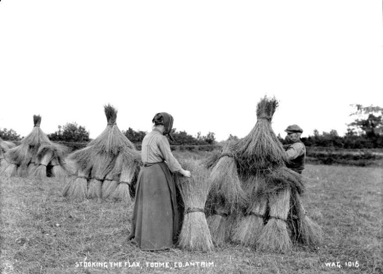 a view of a man and woman in a field stooking the gathered flax