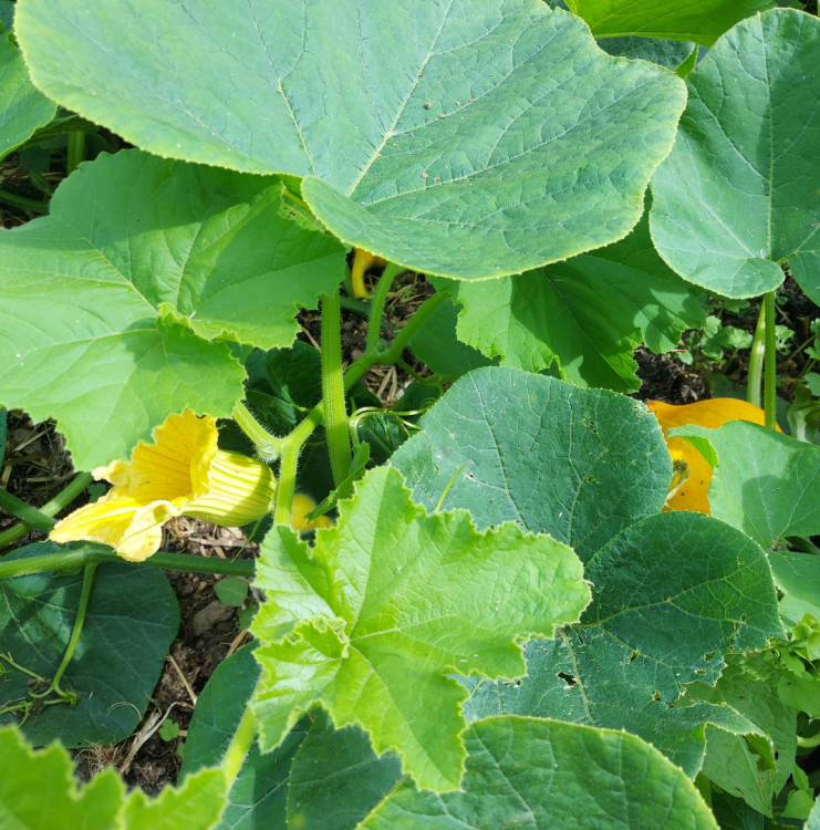 Vegetables growing at the Ulster Folk Museum Co Farm