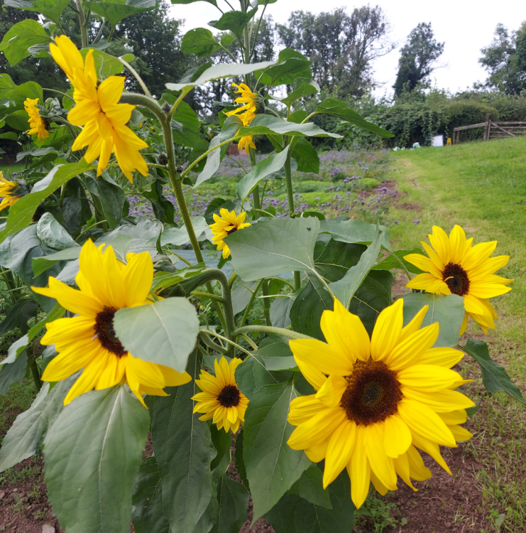 Sunflowers growing at the Ulster Folk Museum