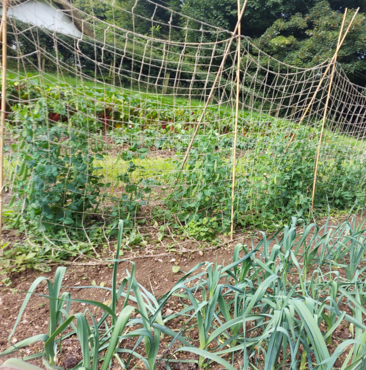 Crops on the Folk Museum Co Farm