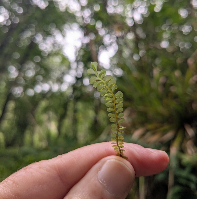Underside detail of a fern (Breen Oak Wood, Co. Antrim) 