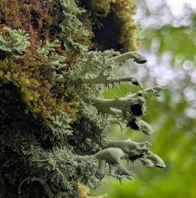 Epiphytic growth on a tree 