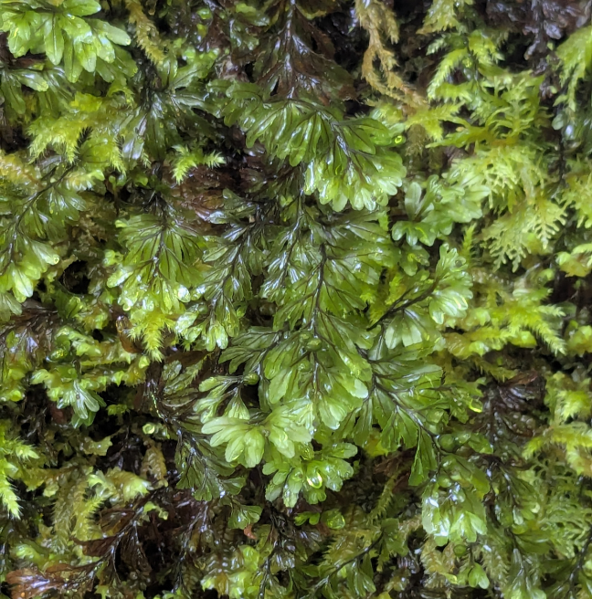Hymenophyllum tunbrigense growing on a tree trunk at Correl Glen 