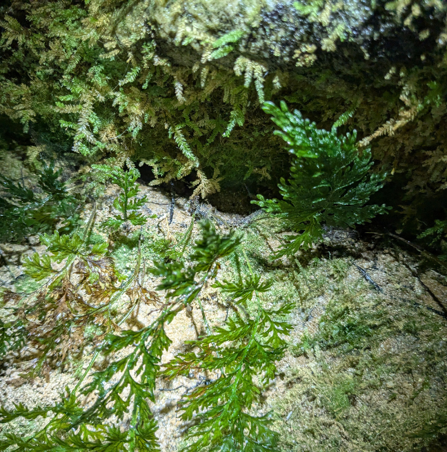 Rare Killarney Fern