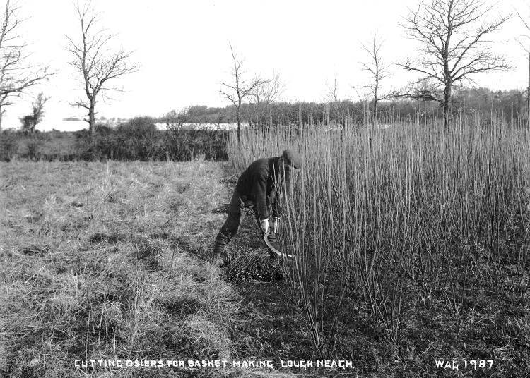 A black and white photograph of a man cutting willow in a field.