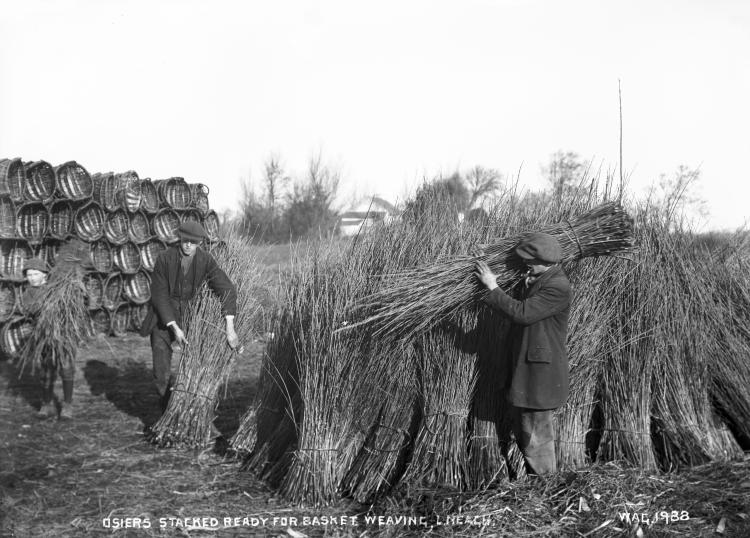 A black and white photograph of two men bundling willow. The bundles are a measure taller than them.