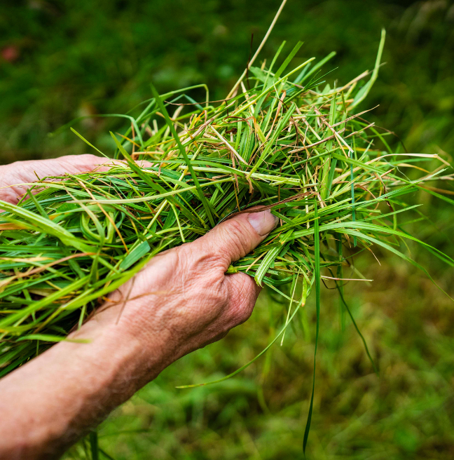 Hands holding freshly pulled green grass