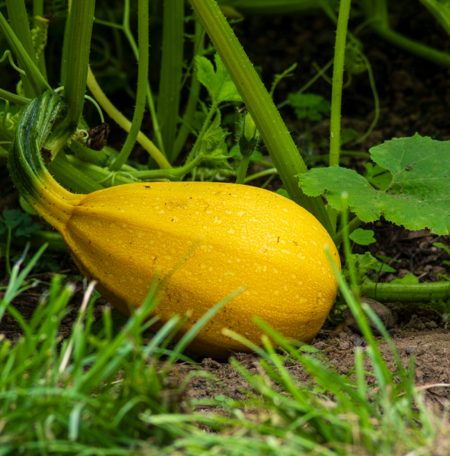 An image of a yellow squash growing amongst greenery
