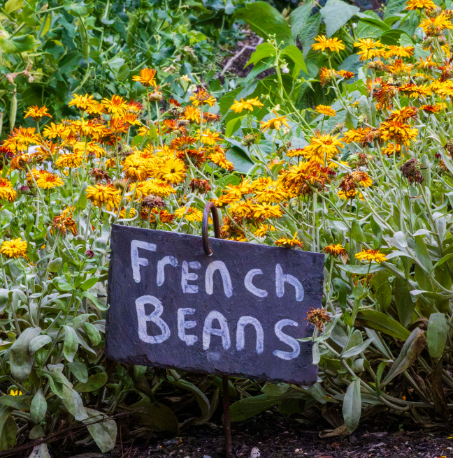 A black sign reading French Beans with yellow and orange flowers behind