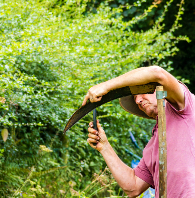 A man in a pink shirt using a scythe to cut green foilage