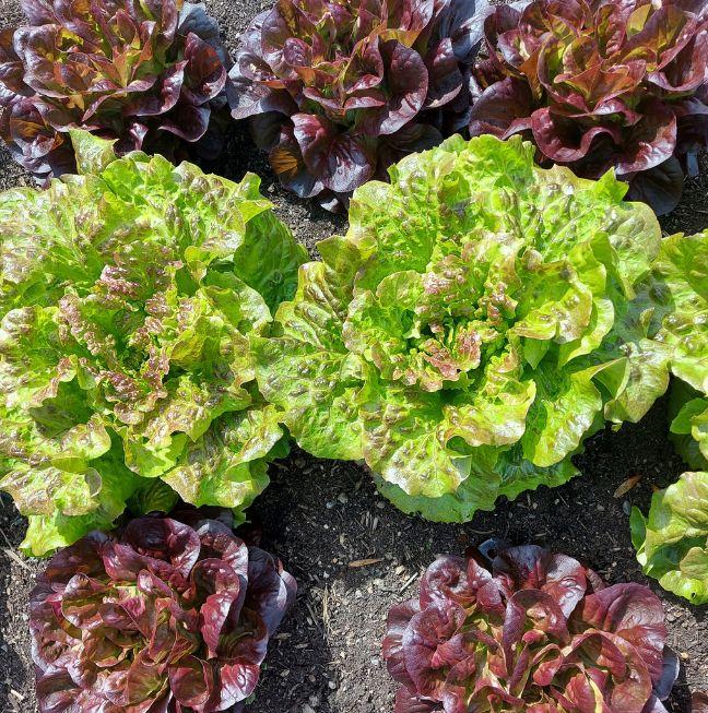 Lettuce