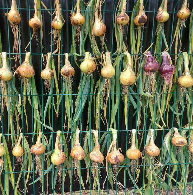 Onions