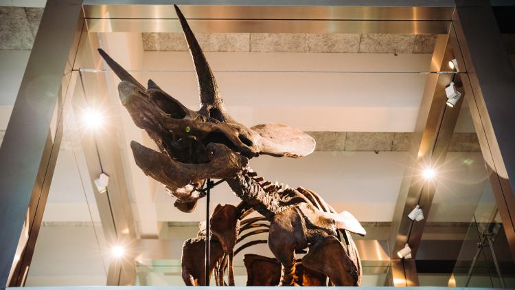WOW Gallery Dino