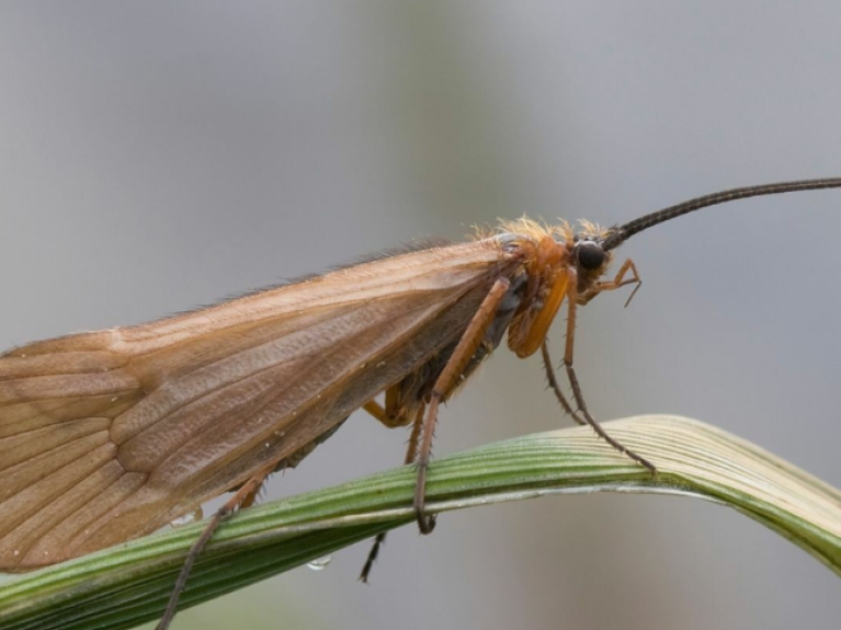 A Caddisfly 