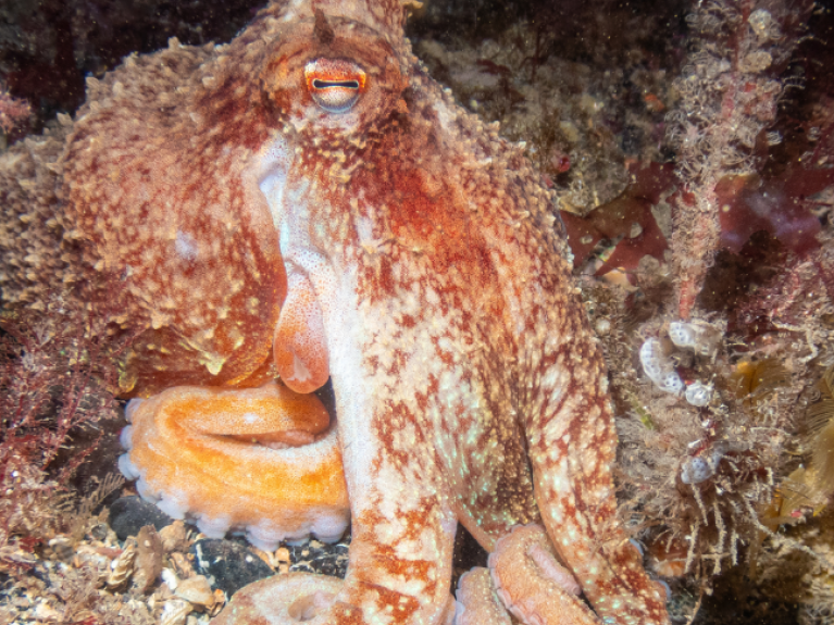 An orange, unique underwater animal 