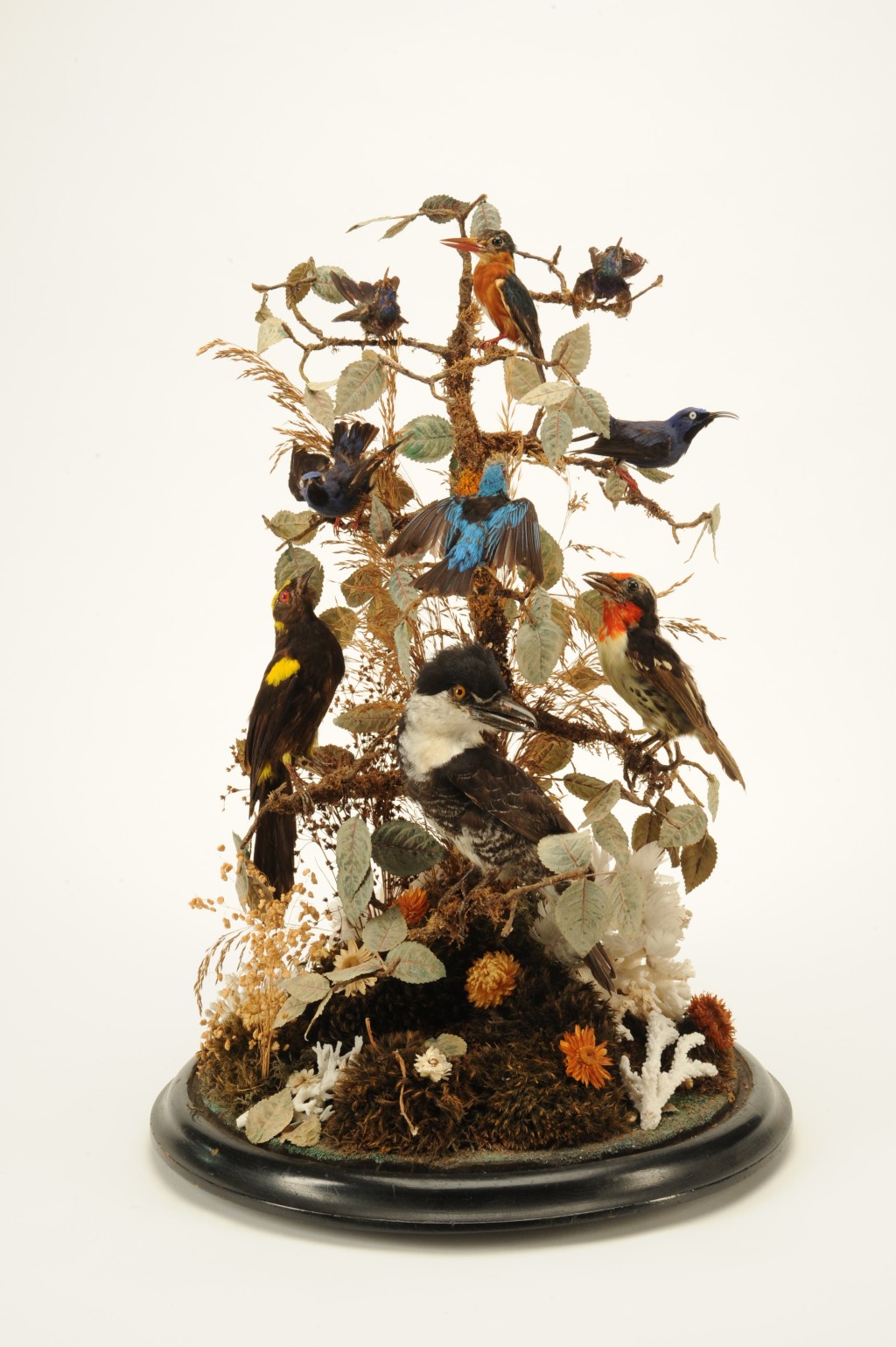 Taxidermy mount, Ulster Museum
