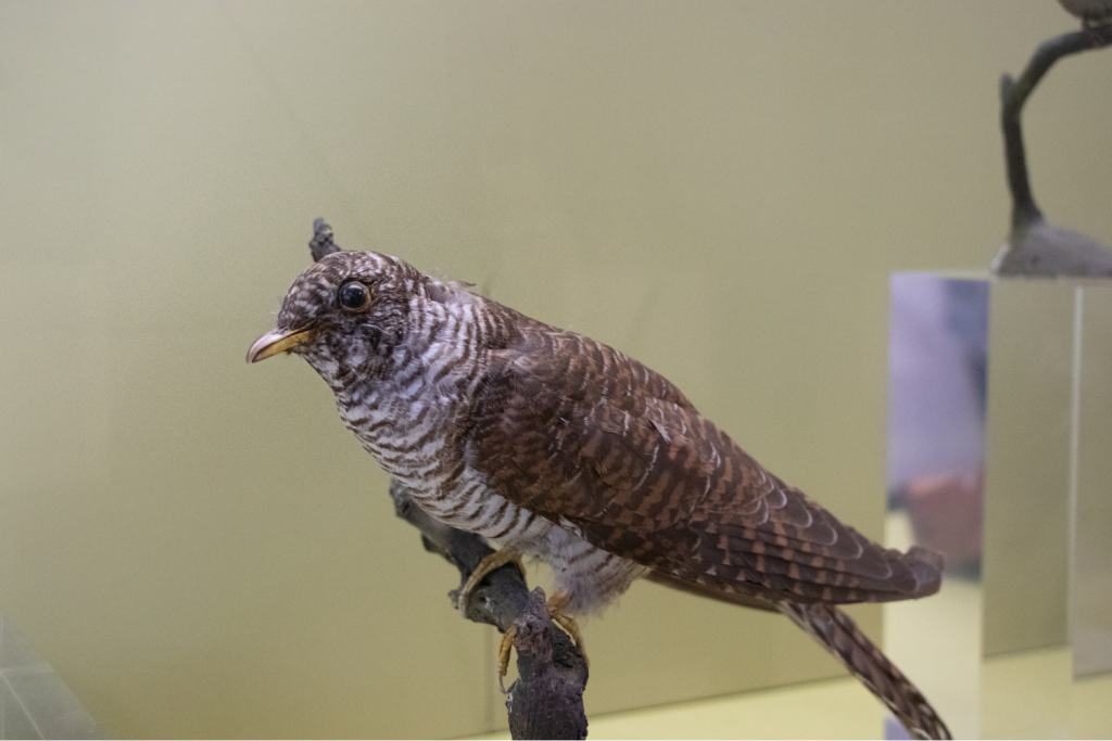 Cuckoo wideshot
