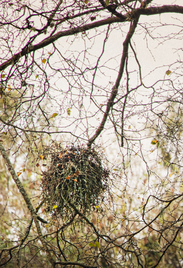 A branch with fungus on the end, that makes it look like a witch's broom