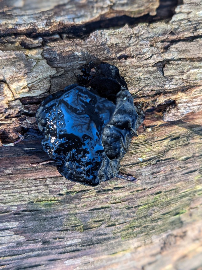 Black fungus, looking very wet and crumpled. 