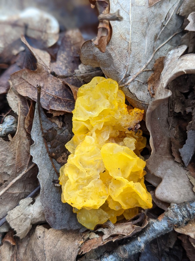 A bright yellow fungus, looking jellyish and almost crumpled.