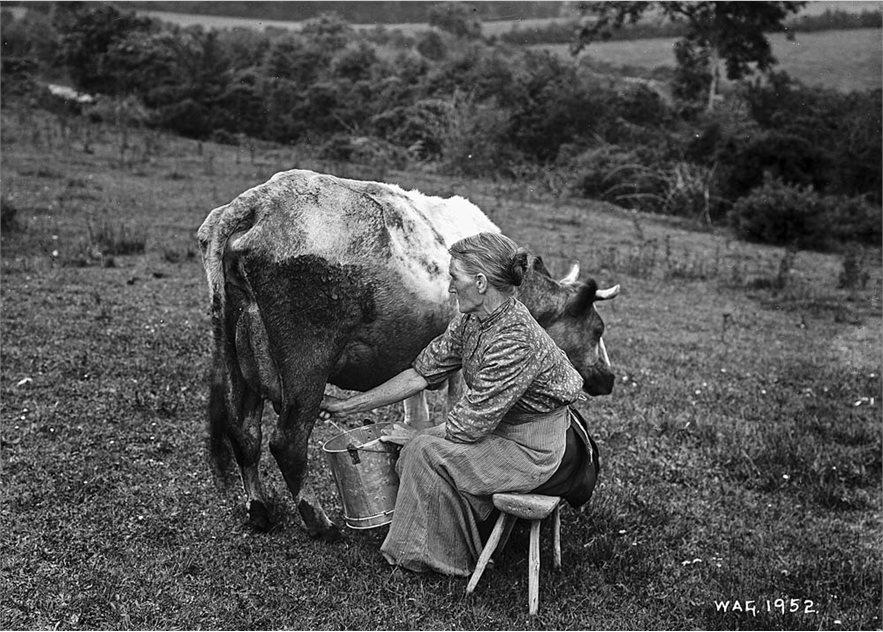 MayDayCows