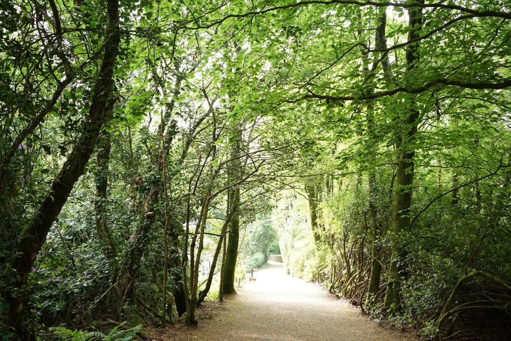 UAFP Trees and Sun