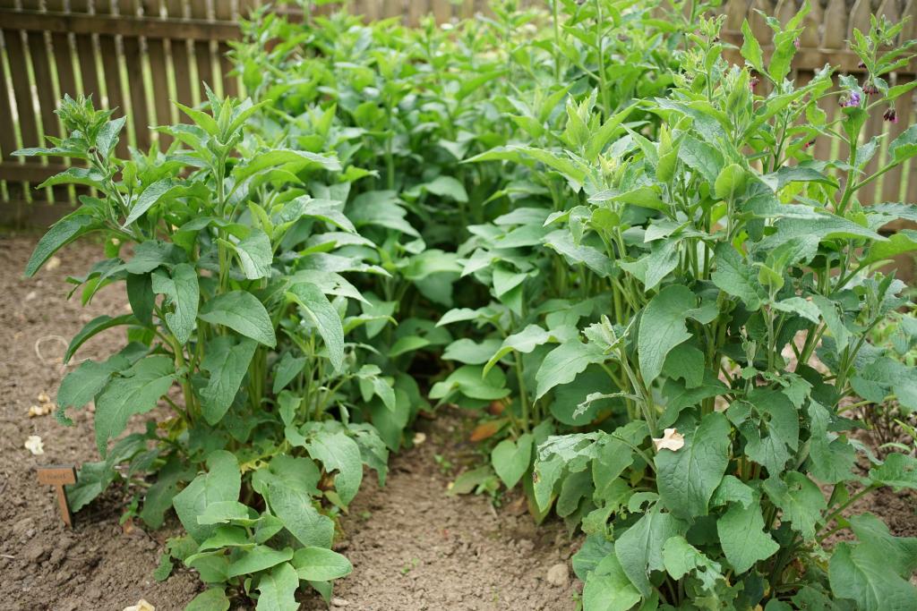 New plants are sprouting in a fenced in garden.