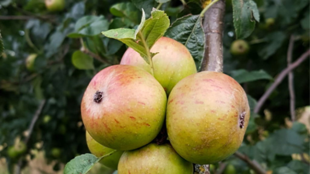 Close up of four green and red apples growing on a tree