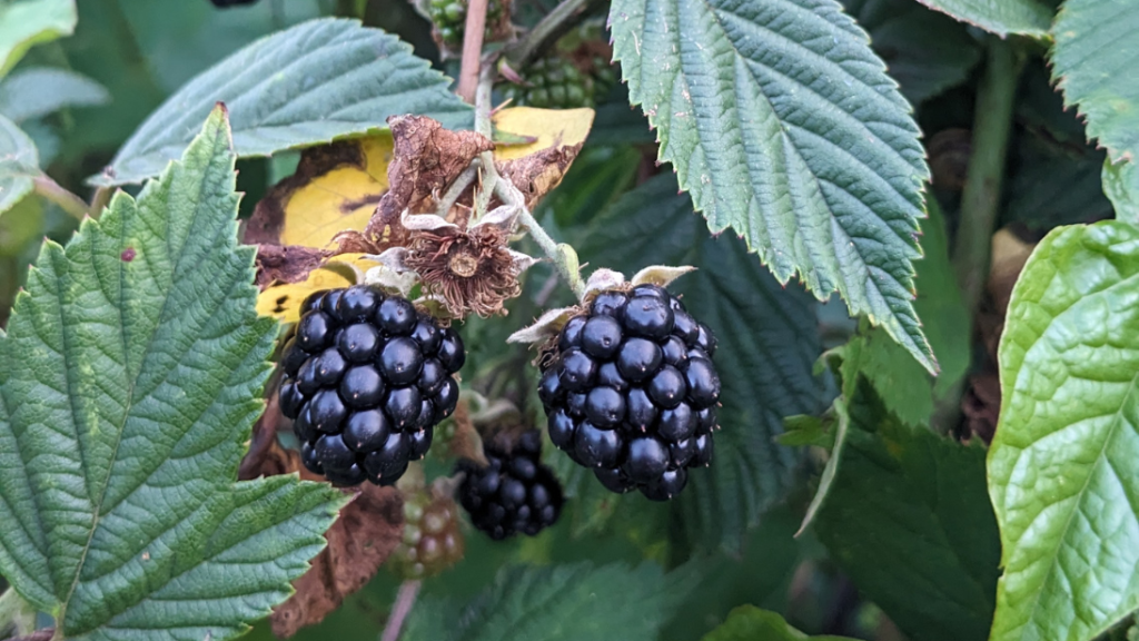 Close up of blackberries growing