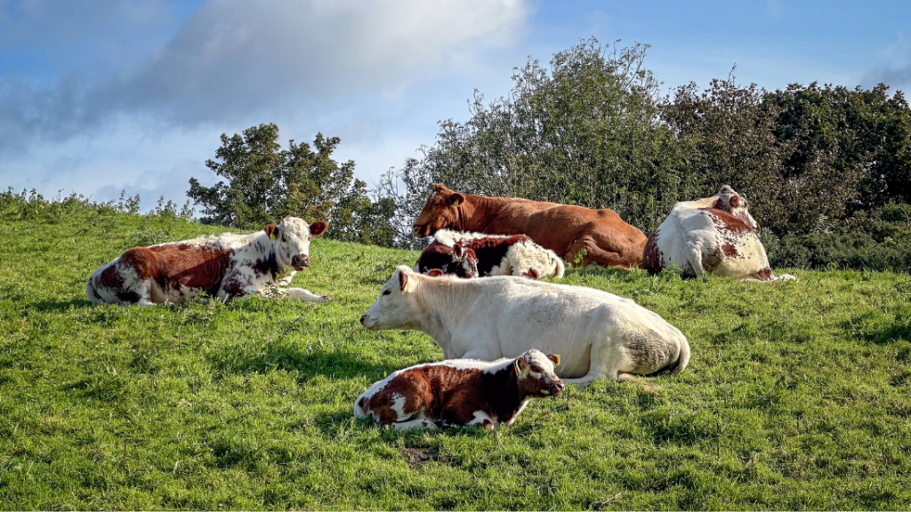 Group of cows and calves lying down on a field. 