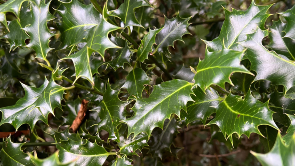 Close up of green holly leaves
