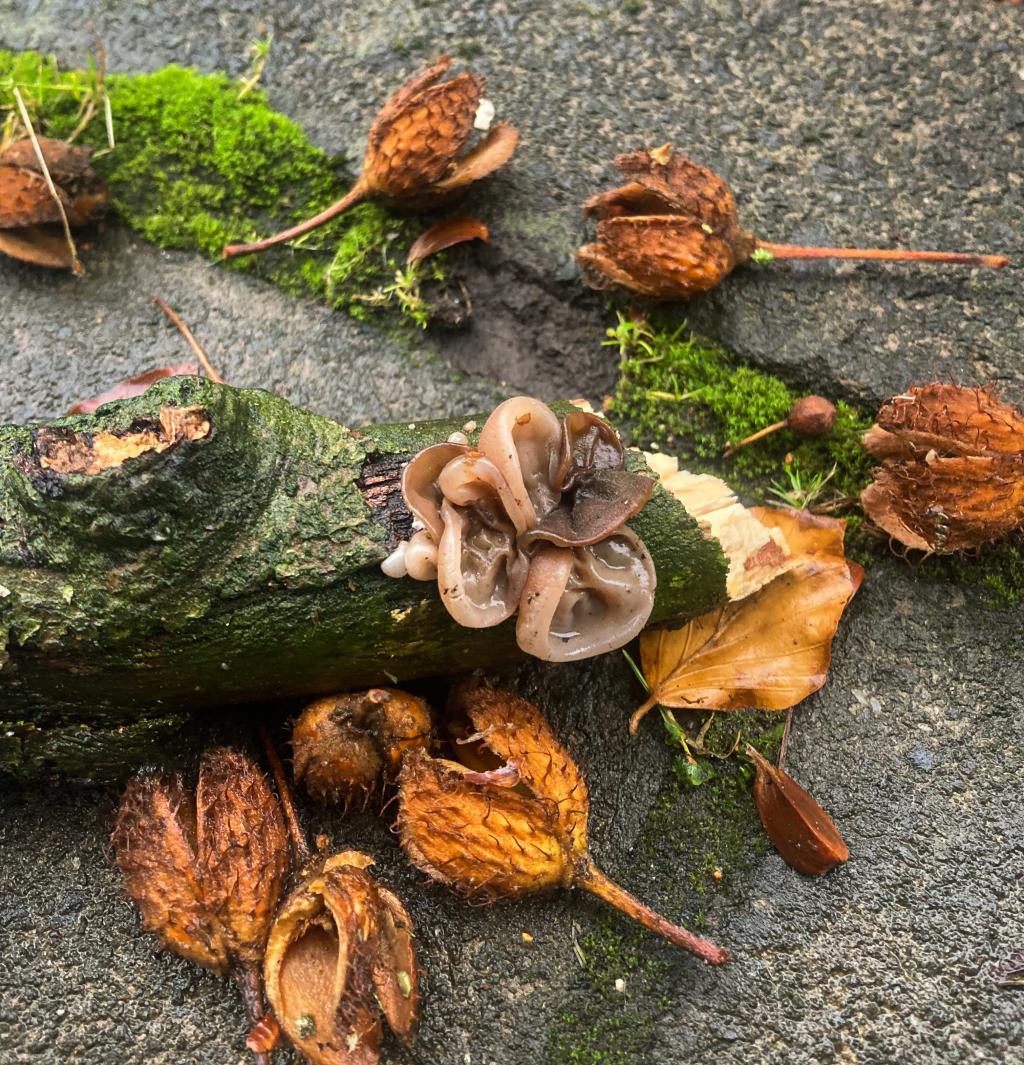 On a branch that has fallen off the tree, we see three fungi clustered together. They each look very much like a beige, gooey ear.