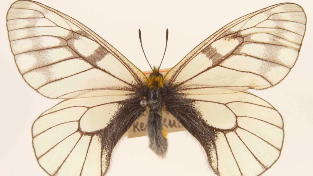 A butterfliy with transparent, light yellow wings.