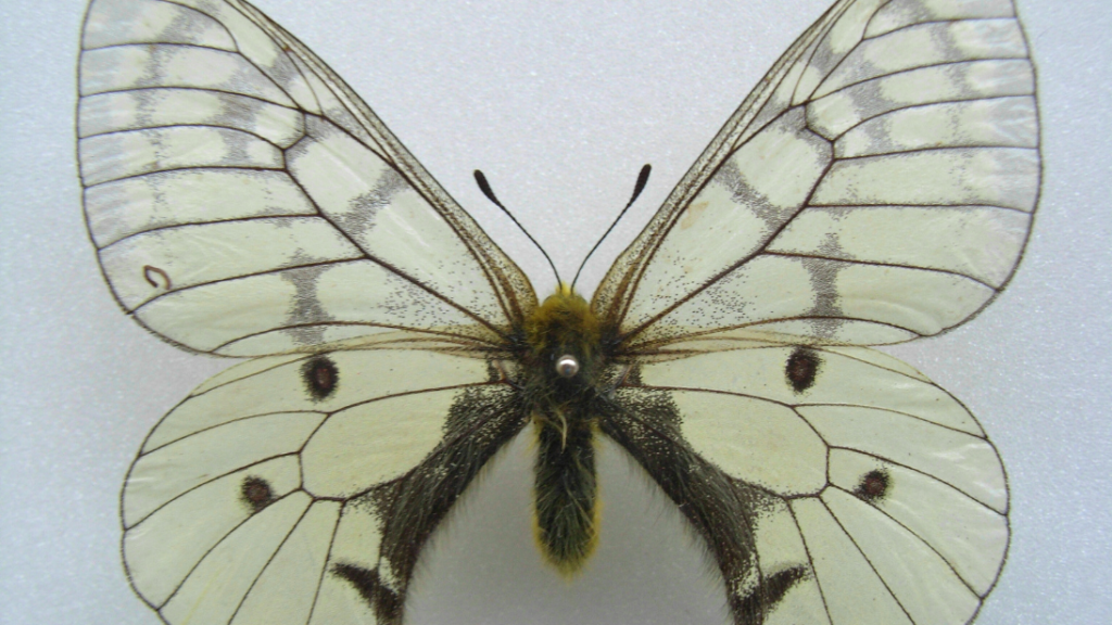 A butterfliy with transparent, light yellow wings, and black spots.