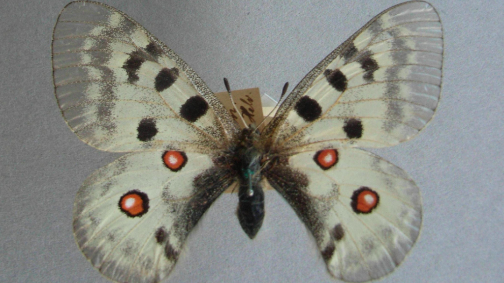 A butterfly with white wings, black stripes on the top wings and orange rings on the bottom wings. 