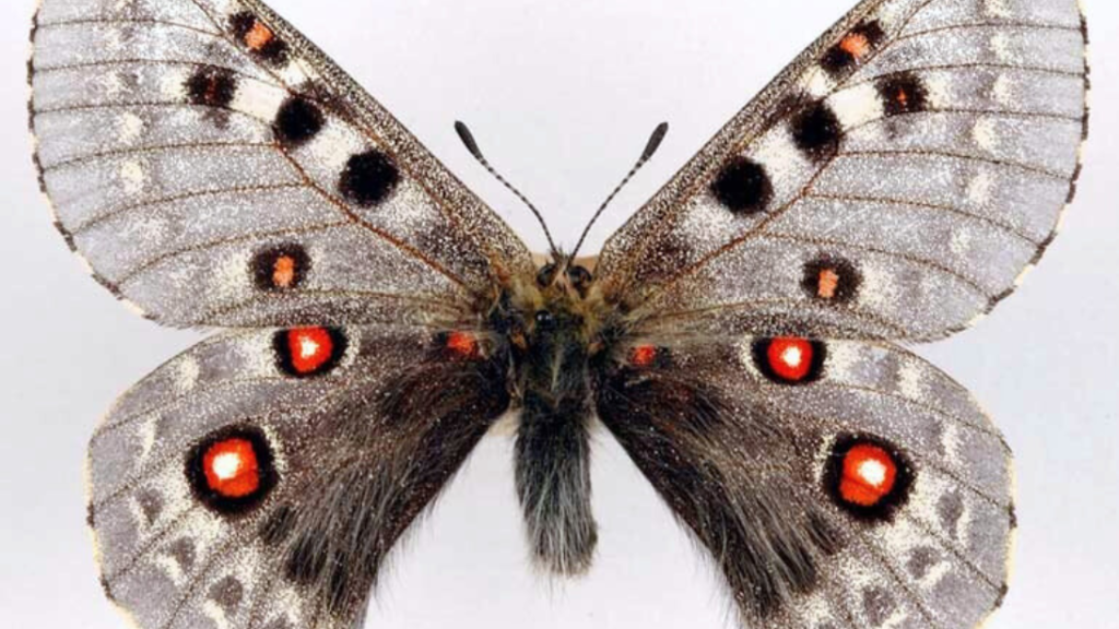 A butterfly with clearish wings, with black stripes on the top wings and orange spots on the lower wings.