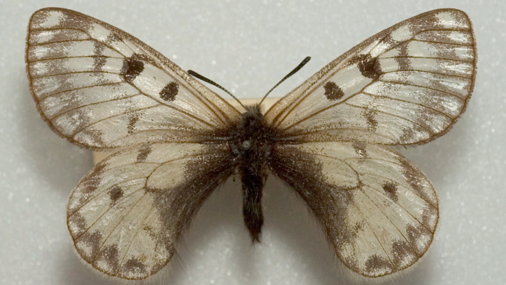 A butterfly with white clear wings and brown markings.