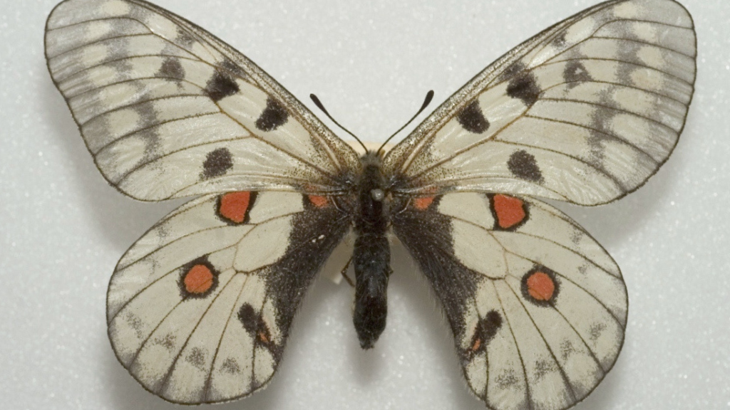 A butterfly with white wings, black stripes on the top wings and orange rings on the bottom wings.
