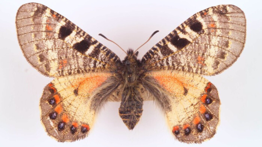 A vibrant butterfly with orange, cream and brown markings.