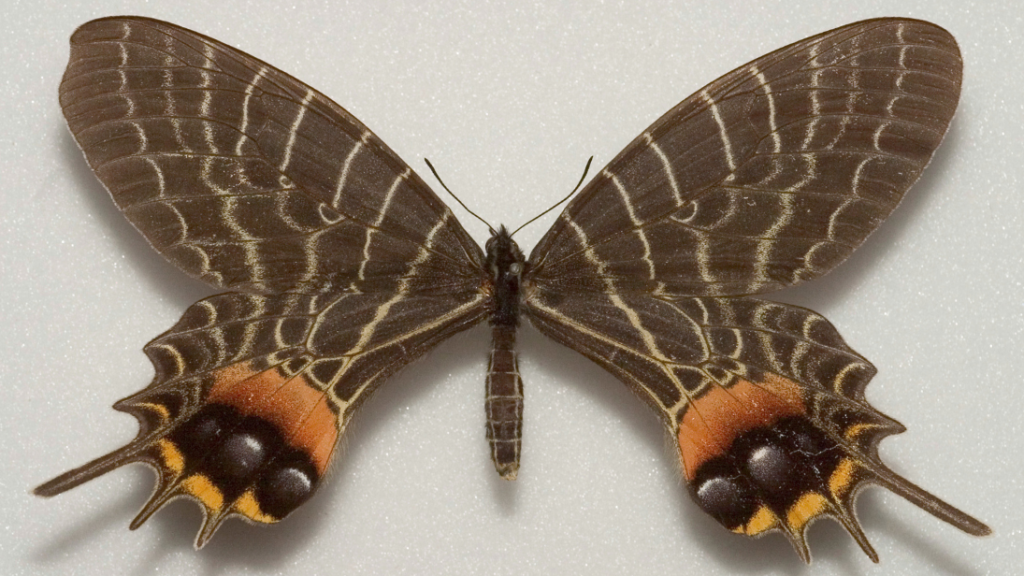 A butterfly with brown wings. The tips of its bottom wings are beautifully orange with black markings.