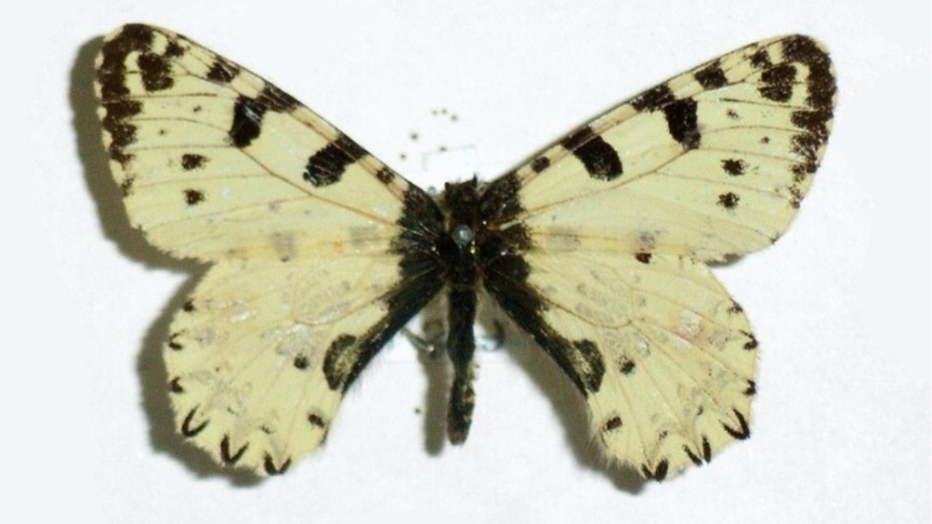 A butterfly with yellow wings, with black markings on its upper wings.